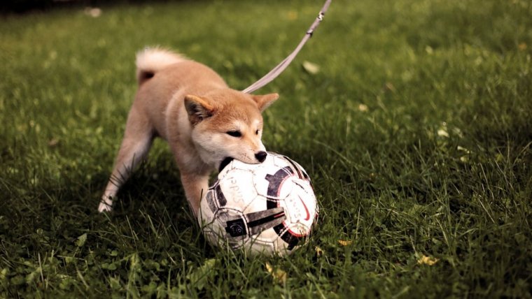 El Akita es un perro energético que llega a medir más de 60 cm de alto.