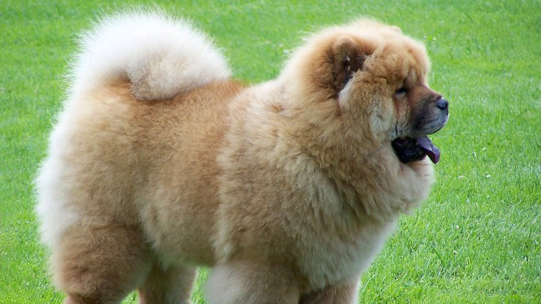 El chow chow es un perro de origen chino más populares en la actualidad.