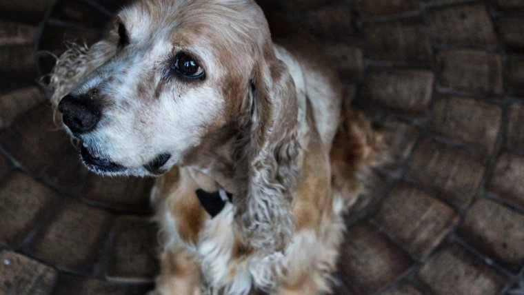 El cocker es un perro de tamaño mediano originalmente criado para caza.