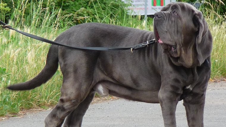 El mastín napolitano es una de las razas de perros más grandes del mundo.