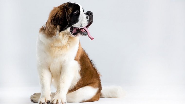 El San Bernardo es uno de los perros suizos más populares.