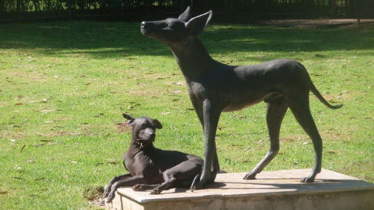 El xoloitzcuintle es un animal sagrado en la cultura prehispánica mexicana.