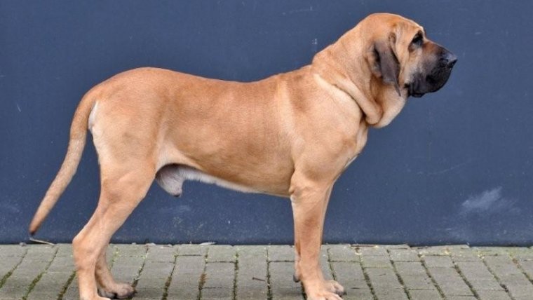 Fila brasileiro.