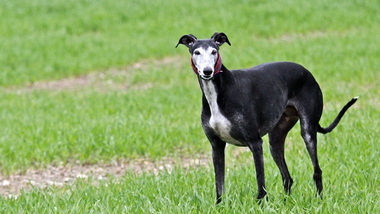 Galgo español.