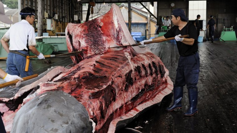 La caça de balenes és molt sanguinària a l'Àsia