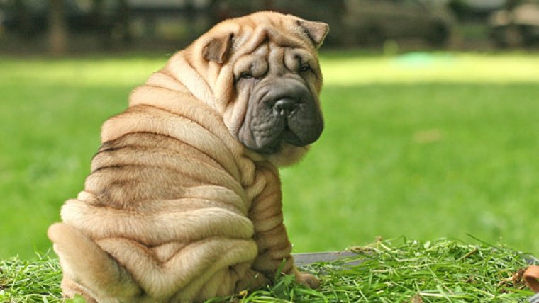 Shar pei.