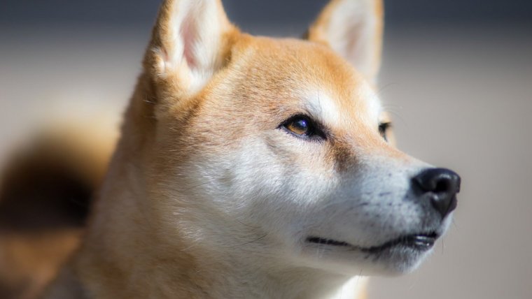 Shiba inu.