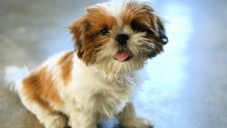 Shih tzu.