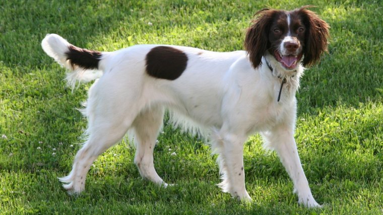 Spinger spaniel galés.