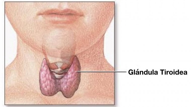 principales enfermedades del sistema endocrino diabetes problemas a la tiroides