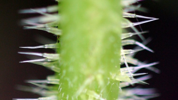 Los pelos urticantes de las ramas provocan escozor e inflamación cuando se tocan.