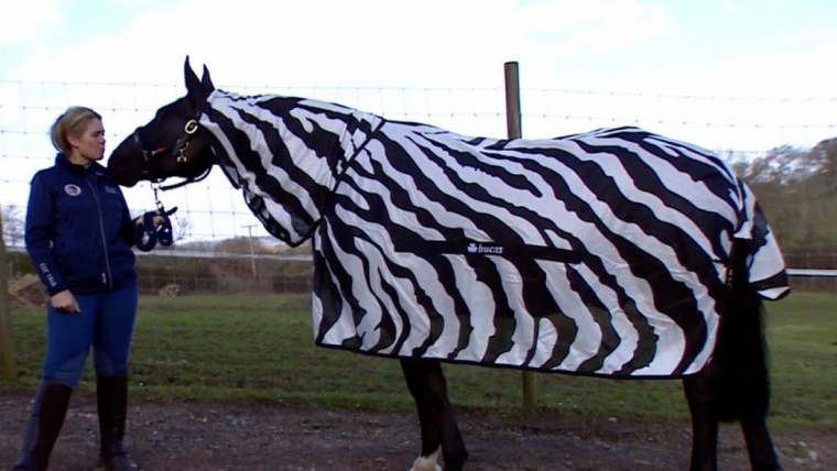 Els investigadors han disfressat de zebra diversos cavalls