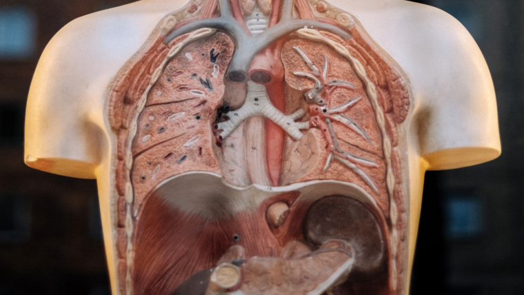 Efectos que produce la fibrosis quistica