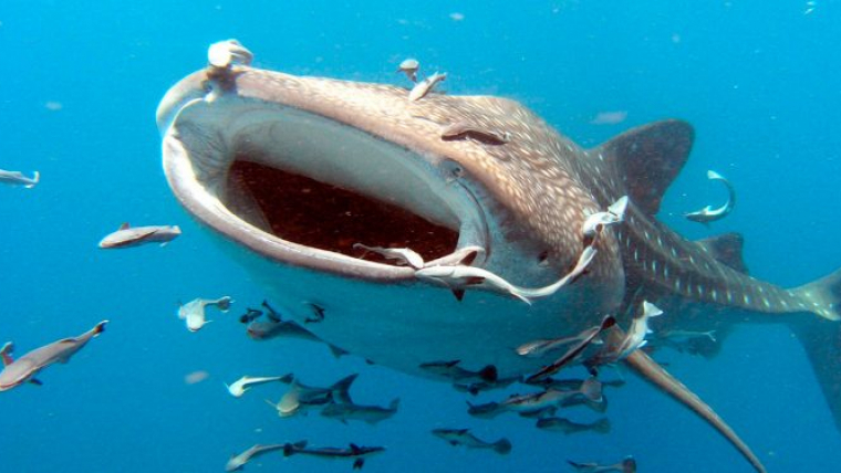 El robot imita la forma del tauró balena