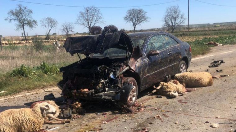 Ovelles morts implicades en l'accident de Castelldans.