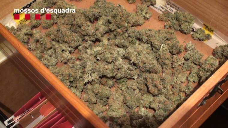 Foto de marihuana decomissada als escorcolls