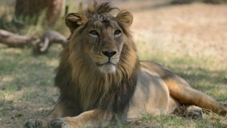 Imatge d'un exemplar de lleó asiàtic