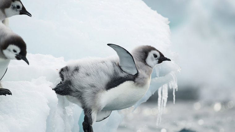 Les cries de pingüins han disminuït molt arrel del canvi climàtic