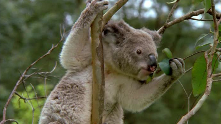 Els coales estan en vies d'extinció a Austràlia