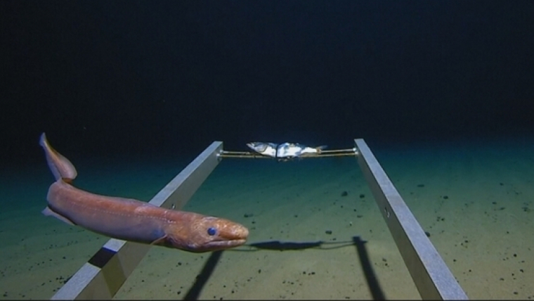 Imatge d'animals marins inexplorats fins ara i trobats en la immersiÃ³