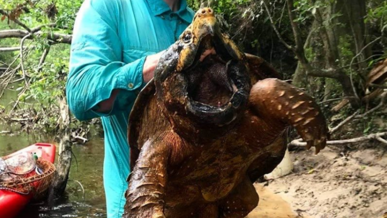 Imatge de la tortuga caiman trobada a MississipÃ­