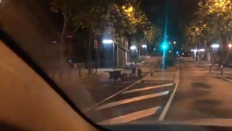 Imatge dels porcs senglars passejant-se per un carrer de Barcelona