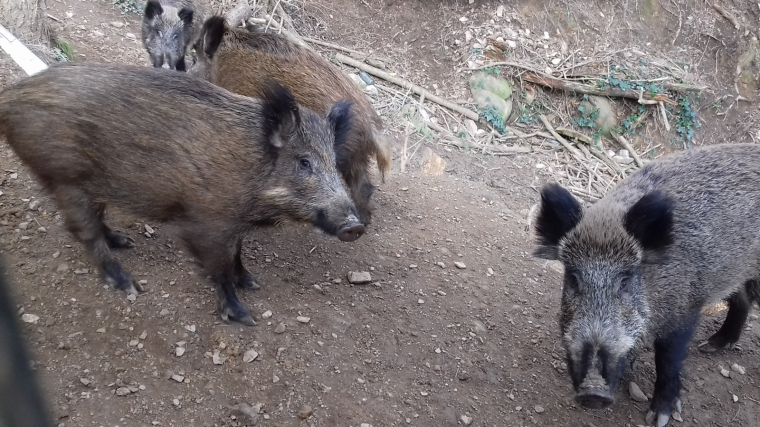 Imatge d'un grup de porcs senglars