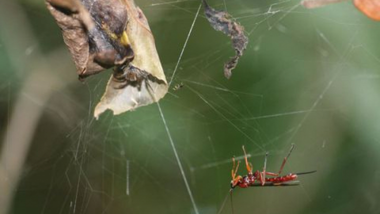 Imatge d'una vespa a punt d'atacar una aranya