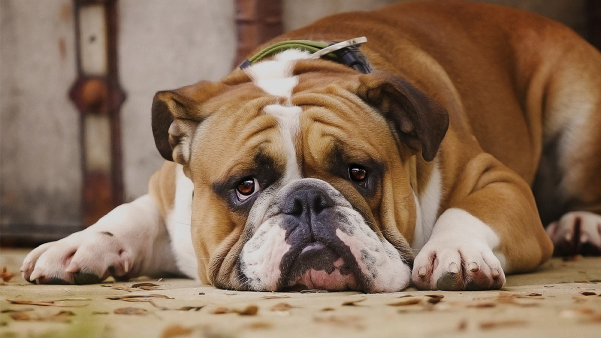 Imatge d'un gos amb cara trista