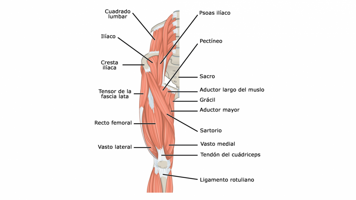 Estiramientos psoas iliaco ejercicios