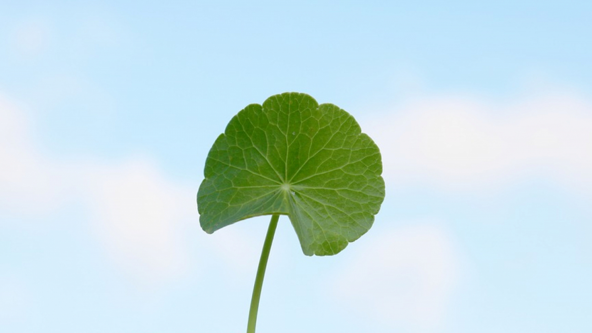Centella asiatica contraindicaciones de la