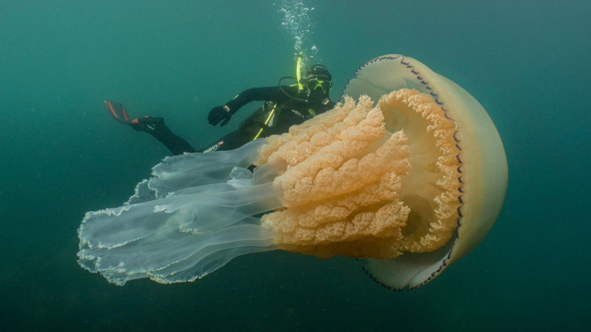 Imatge de la medusa gegant trobada a Anglaterra