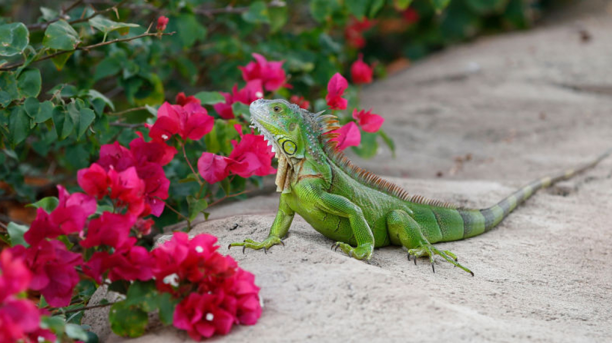 Imatge d'una iguana verda
