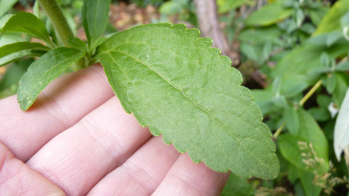 efectos secundarios de la stevia diabetes