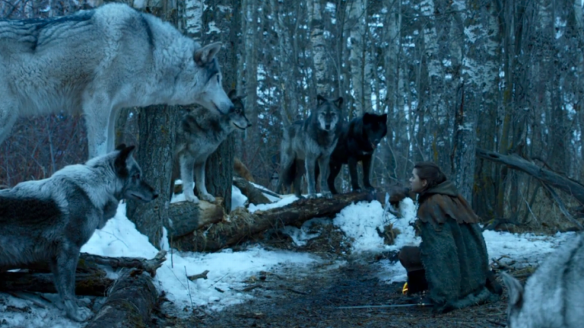 La Ãºltima apariciÃ³n de Nymeria en 'Juego de Tronos'.