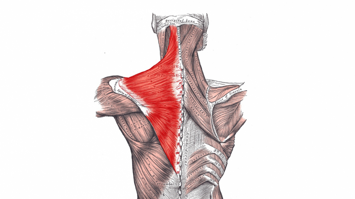 dolor musculo trapecio inferior