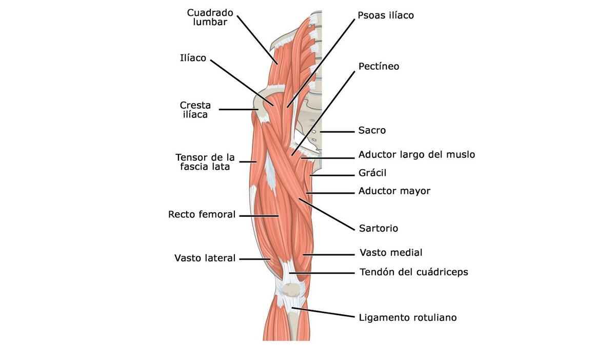 musculo tibial anterior origen e insercion y funcion musculo tibial anterior origen e insercion y funcion