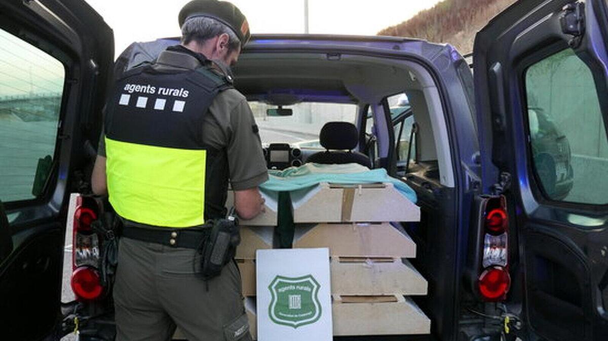 Els agents rurals van interceptar dijous milers d'ocells engabiats en una furgoneta
