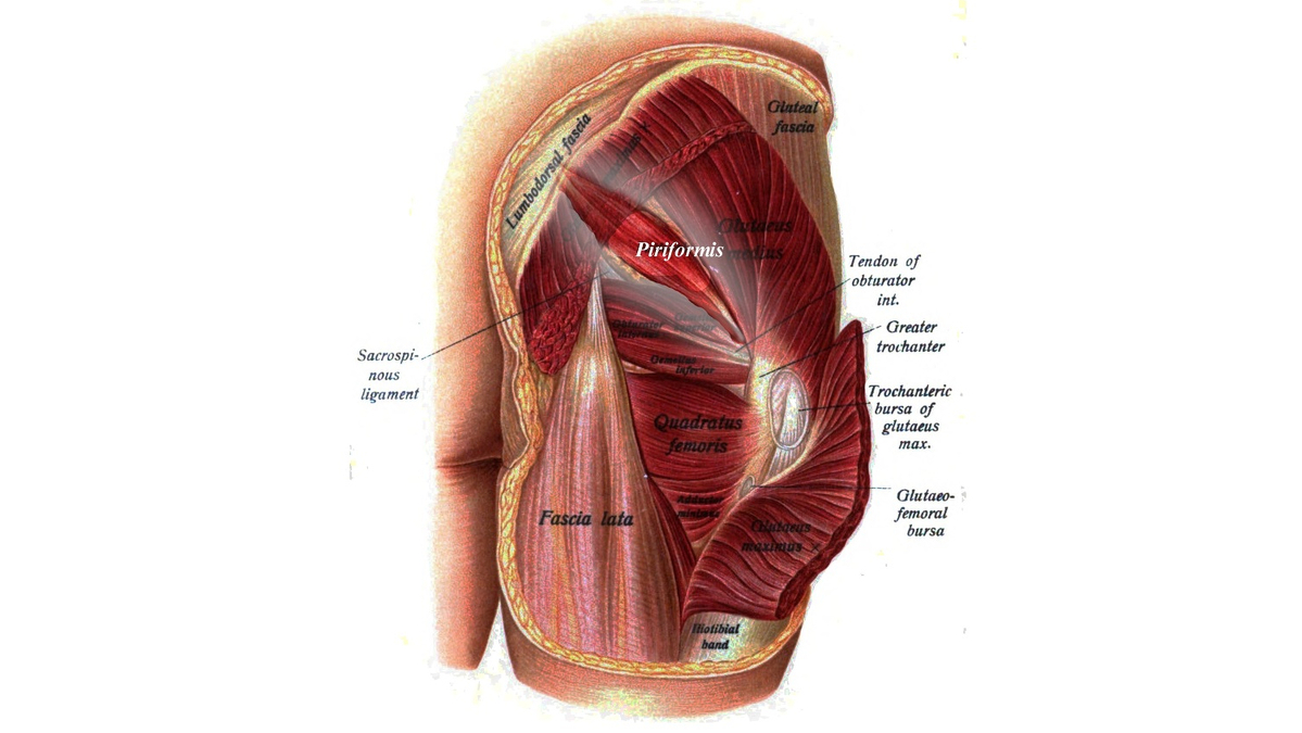 Musculo piriforme y piramidal
