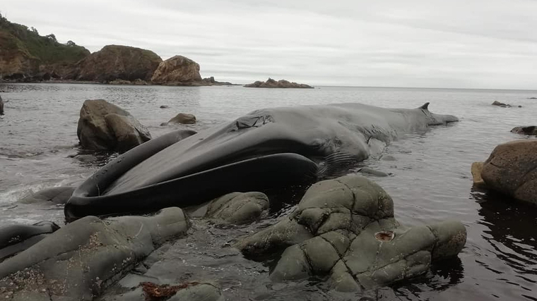 Imagen de la ballena atascada en la Cala Figo, Asturias