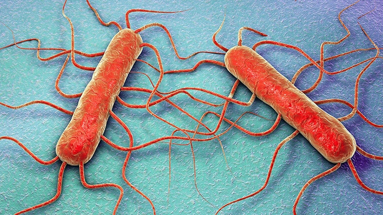 La bacteria 'Listeria monocytogenes' causa listeriosis