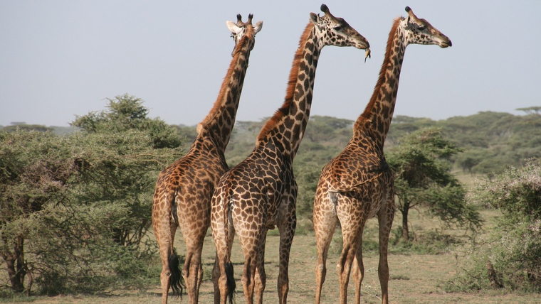 Les girafes surten fora del comerÃ§ internacional d'espÃ¨cies vives o de les seves parts, per protegir-les d'una futura desapariciÃ³