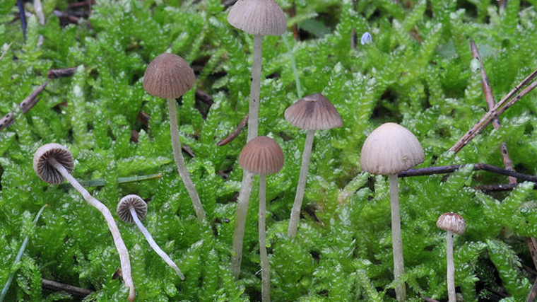L'espècie de fong localitzada per primera vegada al Parc Natural del Montgrí, imatge cedida pels investigadors