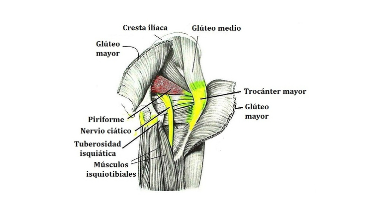 Medio gluteo musculo piramidal
