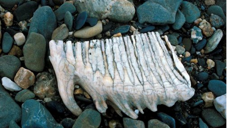 Dentadura de mamut fossilitzada