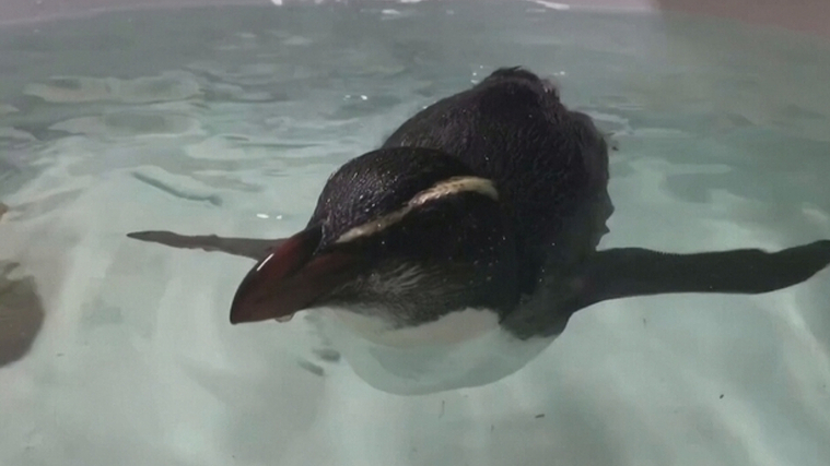 Imatge del pingüí al centre de recuperació