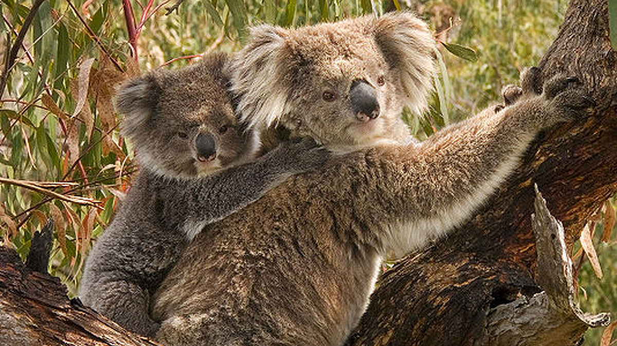 Un koala adult amb la seva cria a l'esquena