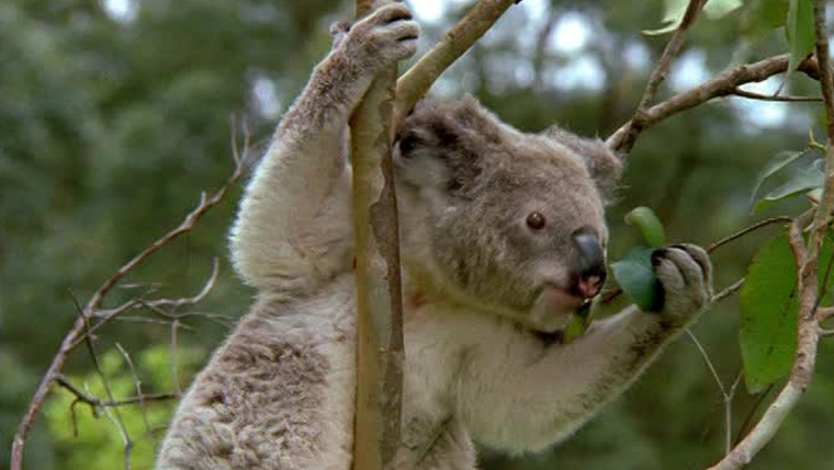 Els coales estan en vies d'extinciÃ³ a AustrÃ lia
