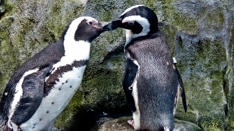 Imatge ilÂ·lustrativa d'una parella de pingÃ¼ins