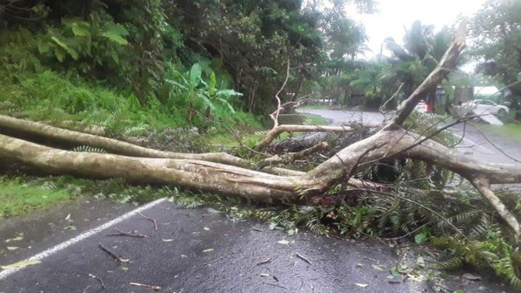 Un arbre arrancat pel pas del tifÃ³ Sarai en les Illes Fiji